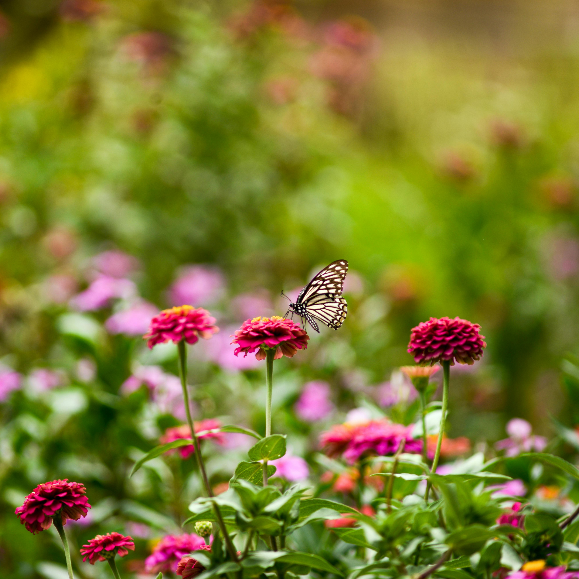 P. Paradoxe Fragrance Oil