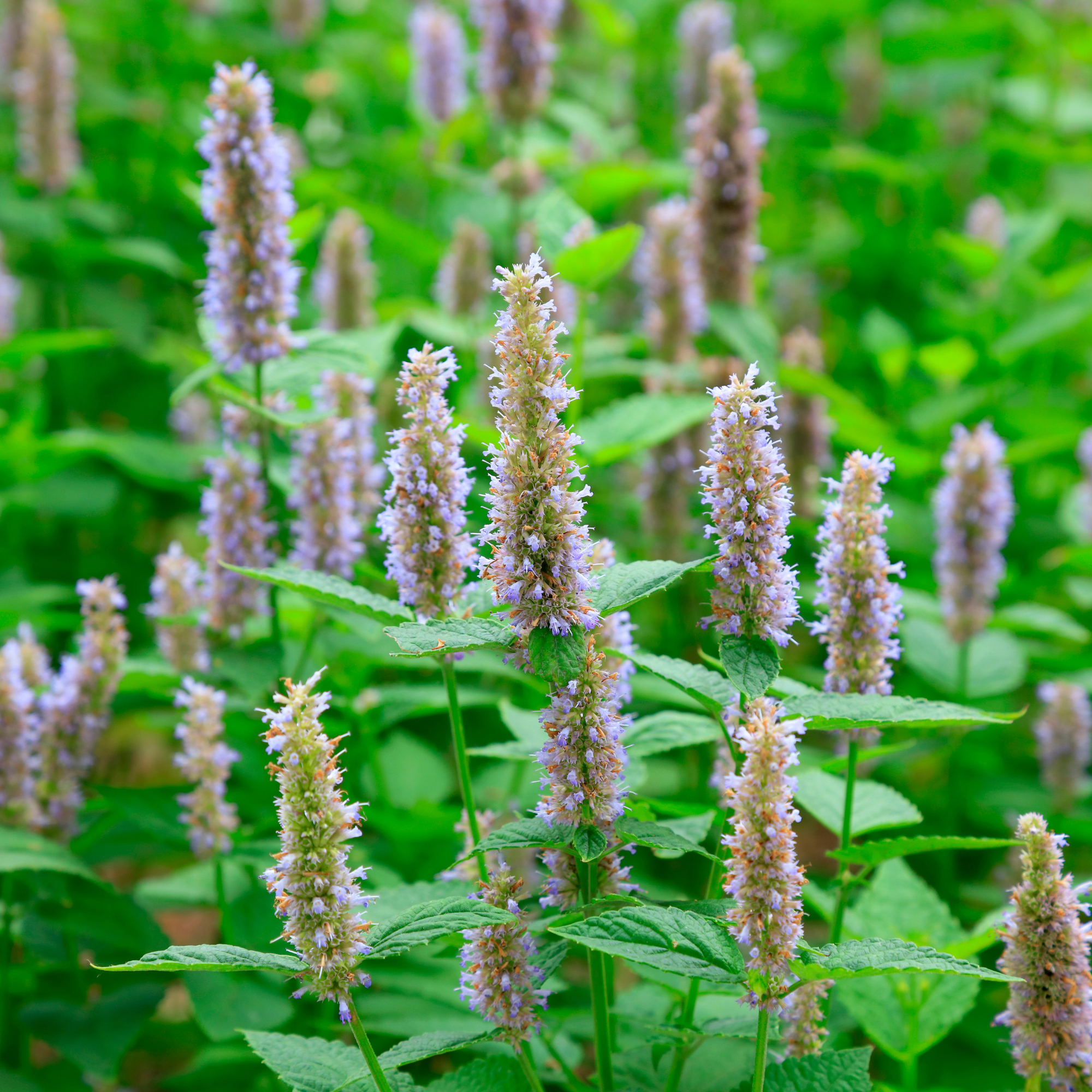 Patchouli Fragrance Oil