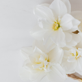 White Musk Fragrance Oil