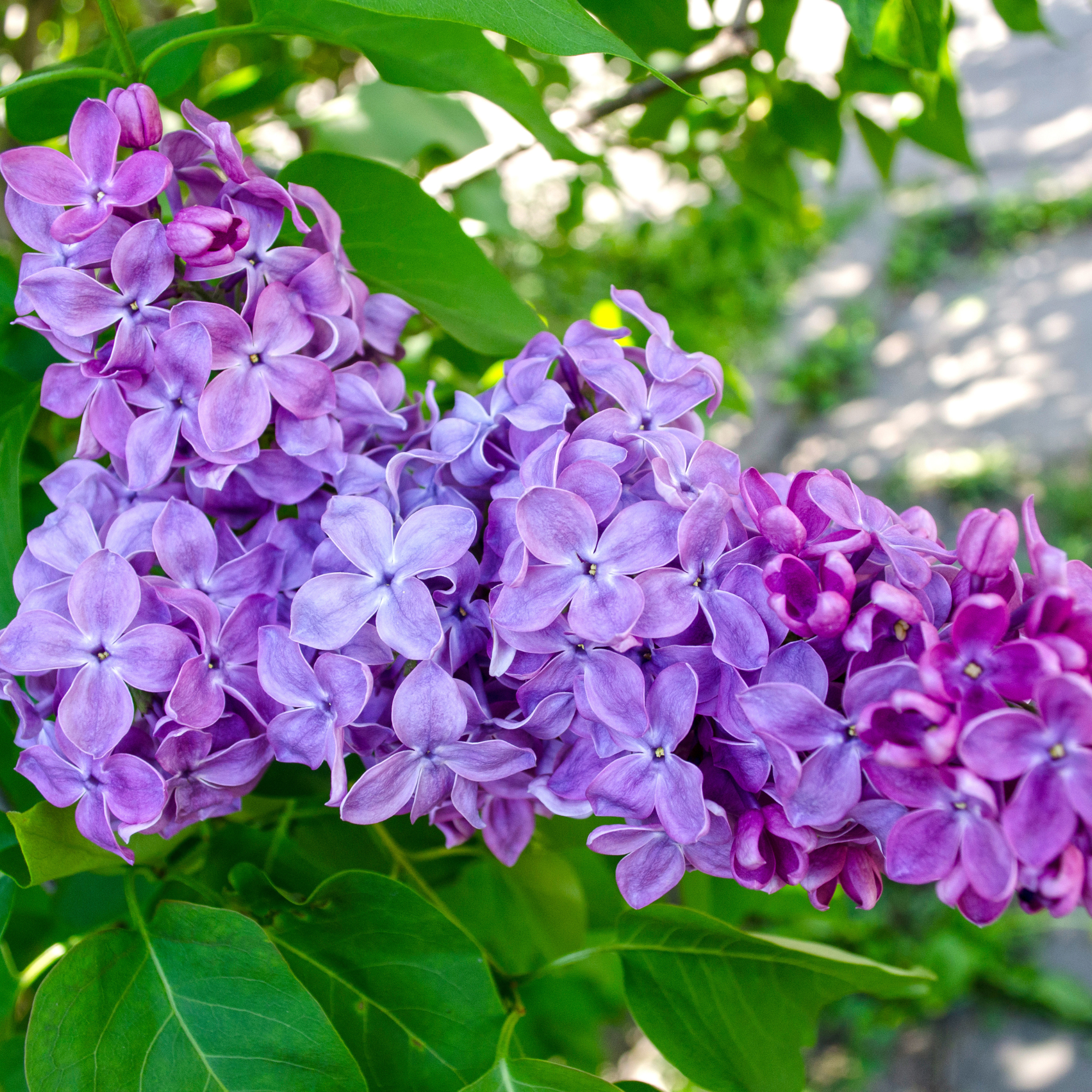 Lilac Fragrance Oil