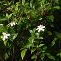 Gardenia Fragrance Oil
